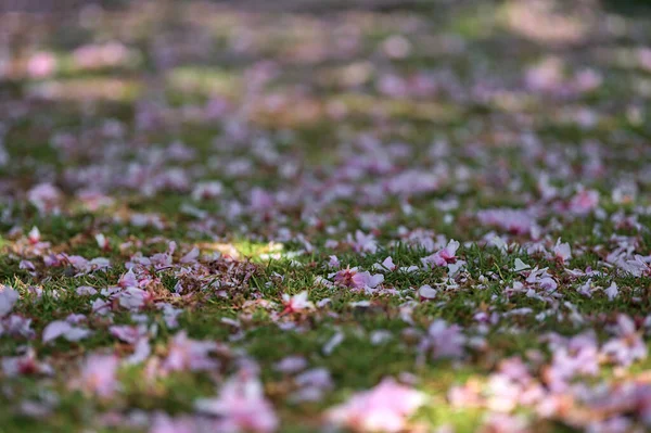 芝桜の上に咲く繊細な春のピンクの桜の美しいクローズアップ 奥宮聖月大公 アイルランド ダブリンのハーバート公園 柔らかく選択的な焦点 — ストック写真