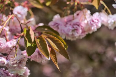 Üniversite kampüsü Dublin, İrlanda 'da bulunan Prunus Shogetsu Oku Miyako' nun narin bahar pembe kirazının (Prunus Shogetsu Oku Miyako) güzel yakın plan resmi. Yumuşak ve seçici odak