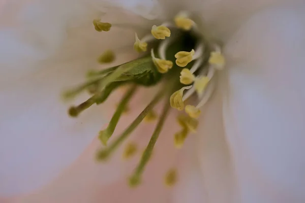 Hermosa Vista Macro Delicada Primavera Cerezo Blanco Prunus Shogetsu Oku —  Fotos de Stock