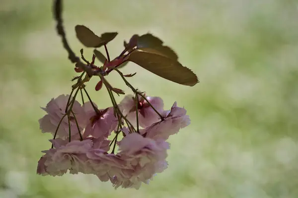 Schöne Nahaufnahme Von Zarten Frühling Rosa Kirsche Prunus Shogetsu Oku — Stockfoto