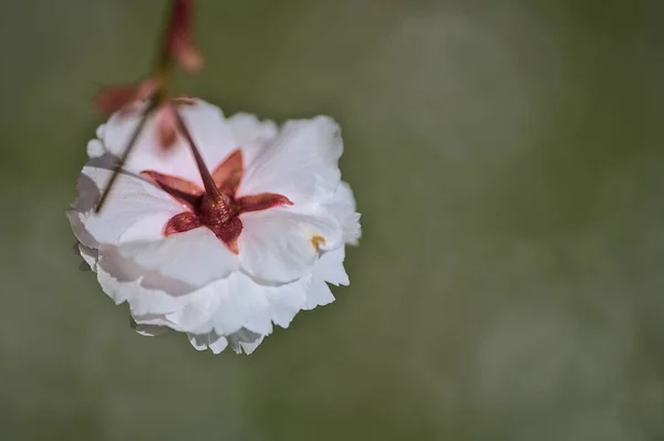 Hermosa Vista Cerca Una Sola Primavera Delicada Flor Rosa Cerezo —  Fotos de Stock