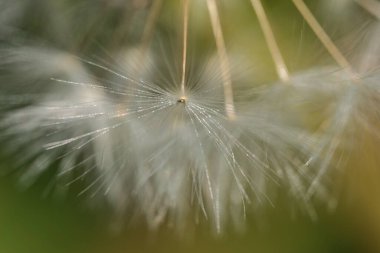 Taraxacum officinale (Taraxacum officinale) çiçekleri, İrlanda 'da bahar ayının yumuşak ve tüylü karahindiba çiçeği tohumlarının güzel makro görüntüsü. Yumuşak ve seçici odak