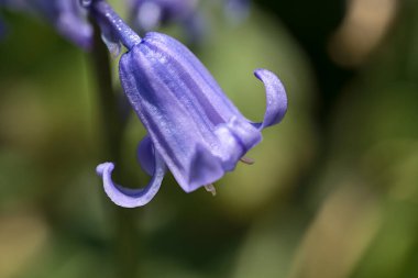 Üniversite kampüsü Dublin, İrlanda 'da tek bir bahar BlueBell (Hyacinthoides non-script) çiçeğinin güzel makro görüntüsü. Yumuşak ve seçici odak makrosu