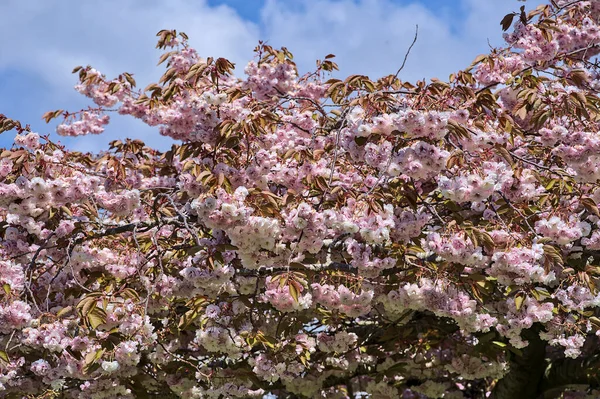 Pembe kiraz (Prunus Shogetsu Oku Miyako), İrlanda 'daki University College Dublin' de mavi gökyüzüne karşı çiçek açan güzel bir uzak bahar manzarası. Yumuşak ve seçici odak