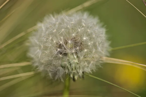 Gyönyörű Közelkép Tavaszi Lágy Bolyhos Virág Pitypang Óra Mag Taraxacum — Stock Fotó