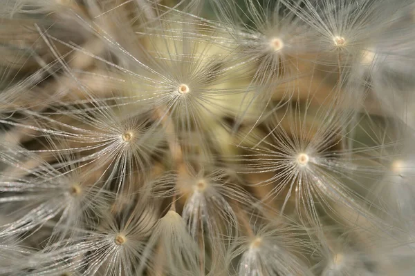Piękny Widok Makro Wiosny Miękkie Puszyste Nasiona Mniszka Lekarskiego Kwiat — Zdjęcie stockowe