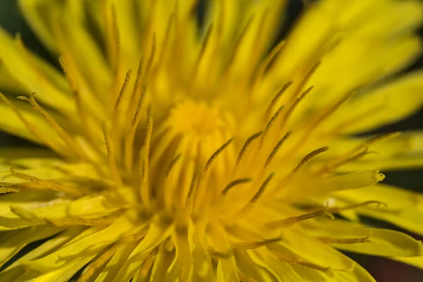 Piękny Widok Makro Wiosennych Żółtych Kwiatów Mniszka Lekarskiego Taraxacum Officinale — Zdjęcie stockowe