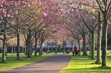 Çiçekli pembe kiraz (Prunus Shogetsu Oku Miyako) ağaçlarının güzel bahar manzarası COVID-19 tecrit sırasında neredeyse boş sokak ve yürüyüş yolu, Herbert Park, Dublin, İrlanda. Yumuşak ve seçici odak