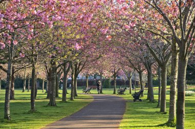 Çiçekli pembe kiraz (Prunus Shogetsu Oku Miyako) ağaçlarının güzel bahar manzarası COVID-19 tecrit sırasında neredeyse boş sokak ve yürüyüş yolu, Herbert Park, Dublin, İrlanda. Yumuşak ve seçici odak