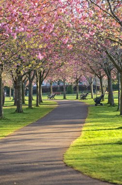 Çiçekli pembe kiraz (Prunus Shogetsu Oku Miyako) ağaçlarının güzel bahar manzarası COVID-19 tecrit sırasında neredeyse boş sokak ve yürüyüş yolu, Herbert Park, Dublin, İrlanda. Yumuşak ve seçici odak