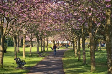 Çiçekli pembe kiraz (Prunus Shogetsu Oku Miyako) ağaçlarının güzel bahar manzarası COVID-19 tecrit sırasında neredeyse boş sokak ve yürüyüş yolu, Herbert Park, Dublin, İrlanda. Yumuşak ve seçici odak