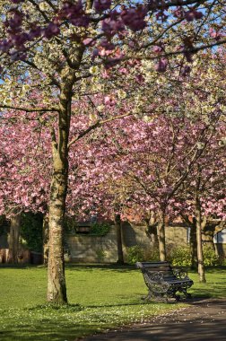 Çiçek açan pembe kiraz (Prunus Shogetsu Oku Miyako) ağaçlarının güzel bahar manzarası ve COVID-19 tecridi sırasında yürüme yolu, Herbert Park, Dublin, İrlanda. Yumuşak ve seçici odak