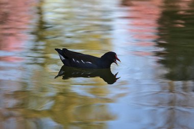 Herbert Park, Dublin, İrlanda 'daki gölet suyunda bahar çiçekleri açan ağaçların yansıması olan yiyecek arayışının güzel manzarası. Yumuşak ve seçici odak