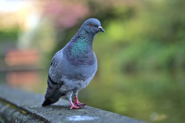 İrlanda 'nın Dublin kentindeki Herbert Park' ta göletin kenarında oturan vahşi güvercinin (Columbidae) güzel yakın çekim görüntüsü. Yumuşak ve seçici odaklanma. Bulanık arkaplan odağı