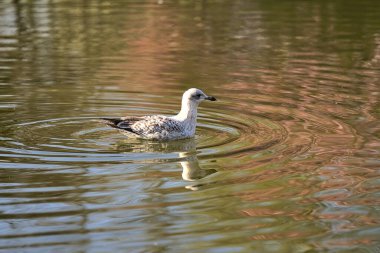 Herbert Park, Dublin 'deki gölet suyuna yansıyan Batı Avrupa Ringa martısının (Larus argentatus argenteus argenteus) güzel yakın plan görüntüsü. Yumuşak ve seçici odak