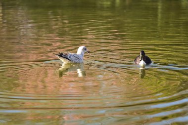 Avrupa Ringa martısının (Larus argentatus argenteus argenteus) ve ördeğin (Aythya fuligula) Herbert Park, Dublin, İrlanda 'daki gölette dinlendiği güzel yakın plan görüntüsü. Yumuşak ve seçici odak