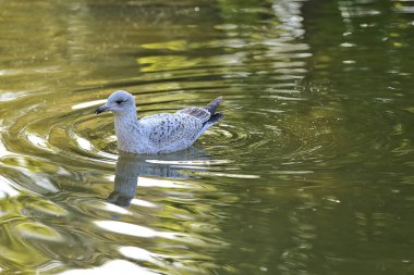Herbert Park, Dublin 'deki gölet suyuna yansıyan Batı Avrupa Ringa martısının (Larus argentatus argenteus argenteus) güzel yakın plan görüntüsü. Yumuşak ve seçici odak