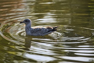 Herbert Park, Dublin 'deki gölet suyuna yansıyan Batı Avrupa Ringa martısının (Larus argentatus argenteus argenteus) güzel yakın plan görüntüsü. Yumuşak ve seçici odak
