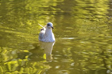 Herbert Park, Dublin 'deki gölet suyuna yansıyan Batı Avrupa Ringa martısının (Larus argentatus argenteus argenteus) güzel yakın plan görüntüsü. Yumuşak ve seçici odak