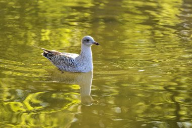 Herbert Park, Dublin 'deki gölet suyuna yansıyan Batı Avrupa Ringa martısının (Larus argentatus argenteus argenteus) güzel yakın plan görüntüsü. Yumuşak ve seçici odak