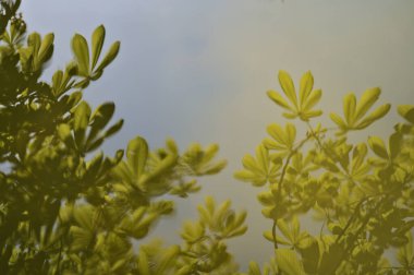 Herbert Ark 'ta kestane tomurcuklanan yeşil bahar yapraklarının güzel yakın plan bulanık görüntüsü. Dublin, İrlanda' daki gölde su yansıması var. Yumuşak ve seçici odak