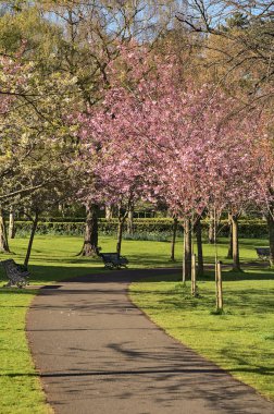 Çiçekli pembe kiraz (Prunus Shogetsu Oku Miyako) ağaçlarının güzel bahar manzarası COVID-19 tecrit sırasında neredeyse boş sokak ve yürüyüş yolu, Herbert Park, Dublin, İrlanda. Yumuşak ve seçici odak