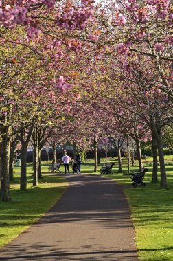 Çiçekli pembe kiraz (Prunus Shogetsu Oku Miyako) ağaçlarının güzel bahar manzarası COVID-19 tecrit sırasında neredeyse boş sokak ve yürüyüş yolu, Herbert Park, Dublin, İrlanda. Yumuşak ve seçici odak