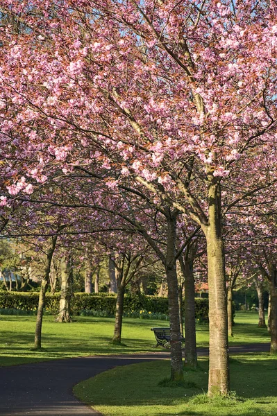 Çiçek açan pembe kiraz (Prunus Shogetsu Oku Miyako) ağaçlarının güzel bahar manzarası ve COVID-19 tecridi sırasında yürüme yolu, Herbert Park, Dublin, İrlanda. Yumuşak ve seçici odak