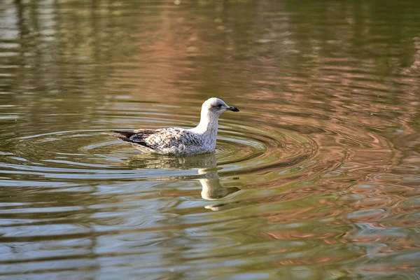 Herbert Park, Dublin 'deki gölet suyuna yansıyan Batı Avrupa Ringa martısının (Larus argentatus argenteus argenteus) güzel yakın plan görüntüsü. Yumuşak ve seçici odak