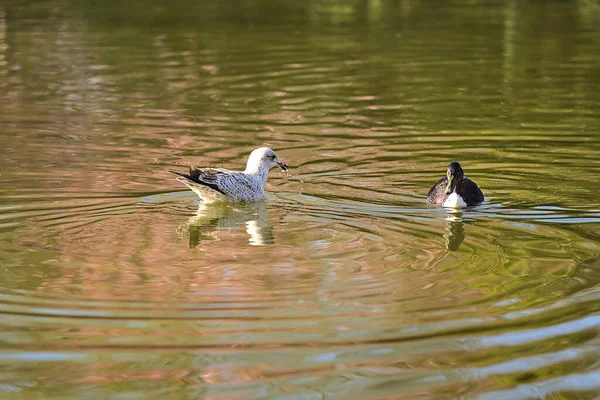 Avrupa Ringa martısının (Larus argentatus argenteus argenteus) ve ördeğin (Aythya fuligula) Herbert Park, Dublin, İrlanda 'daki gölette dinlendiği güzel yakın plan görüntüsü. Yumuşak ve seçici odak