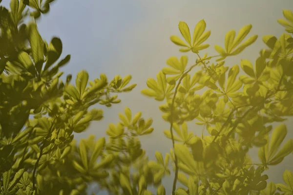 Herbert Ark 'ta kestane tomurcuklanan yeşil bahar yapraklarının güzel yakın plan bulanık görüntüsü. Dublin, İrlanda' daki gölde su yansıması var. Yumuşak ve seçici odak