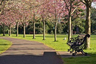 Çiçekli pembe kiraz (Prunus Shogetsu Oku Miyako) ağaçlarının güzel bahar manzarası COVID-19 tecrit sırasında neredeyse boş sokak ve yürüyüş yolu, Herbert Park, Dublin, İrlanda. Yumuşak ve seçici odak