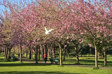 Çiçekli pembe kiraz (Prunus Shogetsu Oku Miyako) ağaçlarının güzel bahar manzarası COVID-19 tecrit sırasında neredeyse boş sokak ve yürüyüş yolu, Herbert Park, Dublin, İrlanda. Yumuşak ve seçici odak