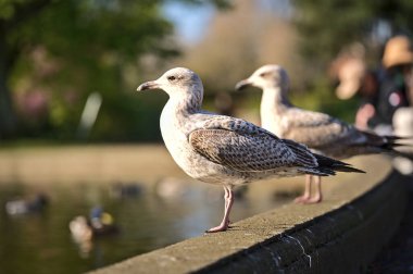 Herbert Park, Dublin 'deki gölet kenarında oturan Batı Avrupa Ringa martılarının (Larus argentatus argenteus argenteus) güzel yakın plan görüntüsü. Yumuşak ve seçici odak