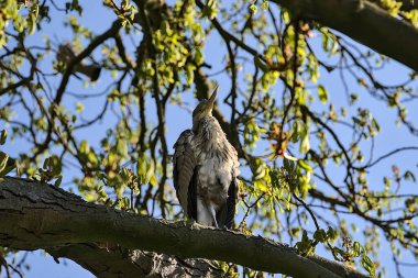 Herbert Park, Dublin 'deki bahar çiçekli kestane ağacında oturan uzun bacaklı gri balıkçılın (Ardea Cinerea) güzel yakın plan görüntüsü. Yumuşak ve seçici odak