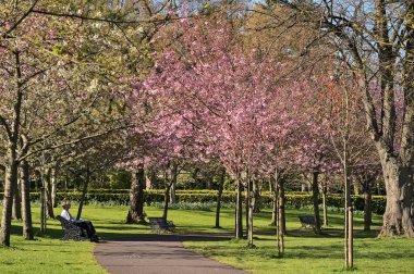 Çiçekli pembe kiraz (Prunus Shogetsu Oku Miyako) ağaçlarının güzel bahar manzarası COVID-19 tecrit sırasında neredeyse boş sokak ve yürüyüş yolu, Herbert Park, Dublin, İrlanda. Yumuşak ve seçici odak
