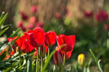 Herbert Park, Dublin, İrlanda 'da yeşil arka planda bahar kırmızı lale çiçeklerinin güzel yakın plan görüntüsü. Yumuşak ve seçici odaklanma. Yüksek çözünürlüklü makro