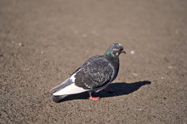 Güneşli Herbert Park, Dublin, İrlanda 'da asfalt yürüyüş yolunda oturan sıradan bir şehir yabani güvercini (Columbidae) için güzel bir yakın çekim manzarası. Yumuşak ve seçici odaklanma. Bulanık arkaplan odağı
