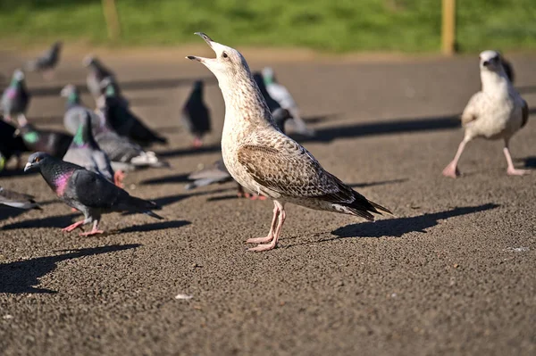 Gyönyörű Közelkép Nyugat Európai Herring Sirály Larus Argentatus Argenteus Vár — Stock Fotó