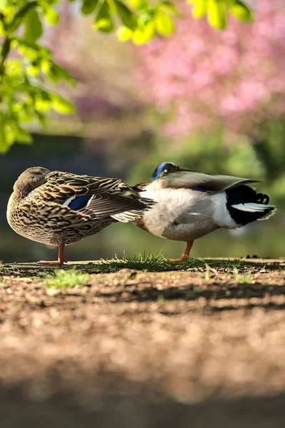 Beautiful Close Seup View Two Peaceful Resting Ducks Mallard Reflection — стоковое фото