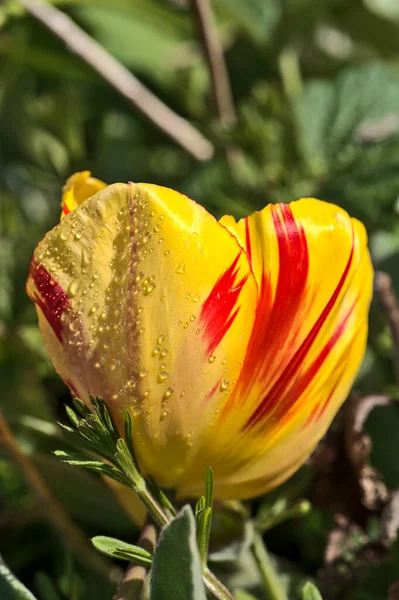 Hermosa Vista Cerca Amarillo Rojo Super Hidrofóbico Primavera Jardín Tulipán — Foto de Stock