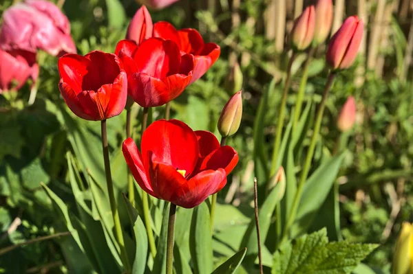 Herbert Park, Dublin, İrlanda 'da yeşil arka planda bahar kırmızı lale çiçeklerinin güzel yakın plan görüntüsü. Yumuşak ve seçici odaklanma. Yüksek çözünürlüklü makro