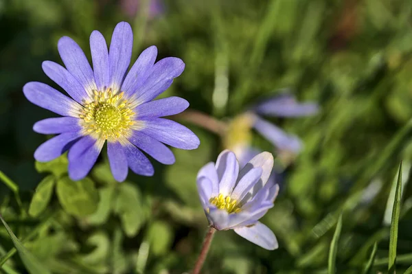 Mavi papatya (Bellis perennis) çiçeğinin sarı lekesinin güzel yakın plan görüntüsü, Herbert Park, Dublin, İrlanda. Yumuşak ve seçici odaklı makro. Boşluğu kopyala