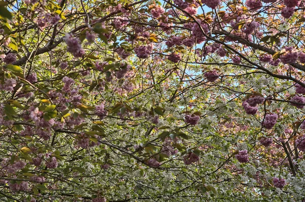 Beautiful Closeup View Delicate Spring Mix White Pink Cherry Prunus — Stock Photo, Image