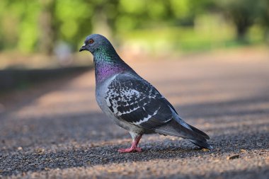 Güneşli Herbert Park, Dublin, İrlanda 'da asfalt yürüyüş yolunda oturan sıradan bir şehir yabani güvercini (Columbidae) için güzel bir yakın çekim manzarası. Yumuşak ve seçici odaklanma. Bulanık arkaplan odağı
