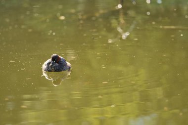 İrlanda 'nın başkenti Dublin' deki Herbert Park 'taki gölet suyuna yansıyan kırmızı boyunlu küçük bebek (taşibaptus ruficollis) güzel bir yakın plan görüntüsü. Yumuşak ve seçici odak