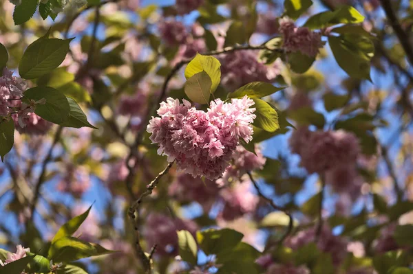 Beautiful Closeup View Delicate Spring Pink Cherry Prunus Shogetsu Oku — Stock Photo, Image