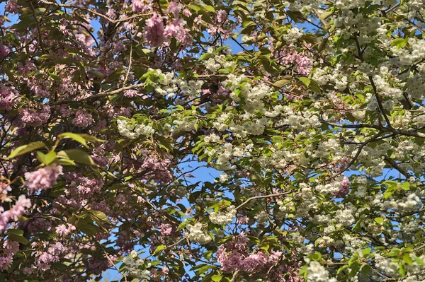 Vacker Närbild Känsliga Våren Blandning Vita Och Rosa Körsbär Prunus — Stockfoto