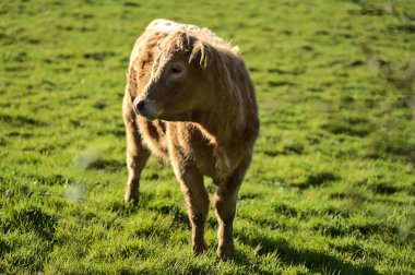 Puck 's Castle Ln, Ballycorus, County Dublin, İrlanda yakınlarındaki çiftlikte huzur içinde otlayan kahverengi ineğin güzel parlak manzarası. İrlanda çiftlikleri. Seçici odak