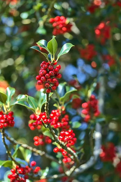 Beautiful Bright Background Spring Red Berries Holly Tree Ilex Dark — Stock Photo, Image